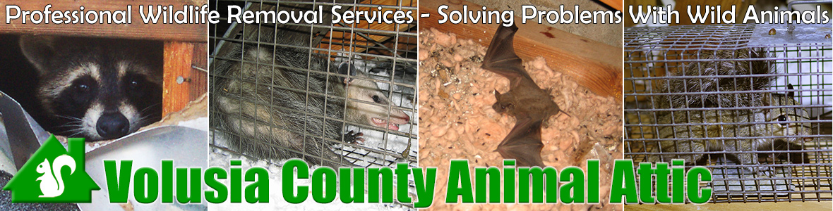 Volusia County Animal Attic